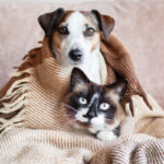 What to do with your pet's ashes.