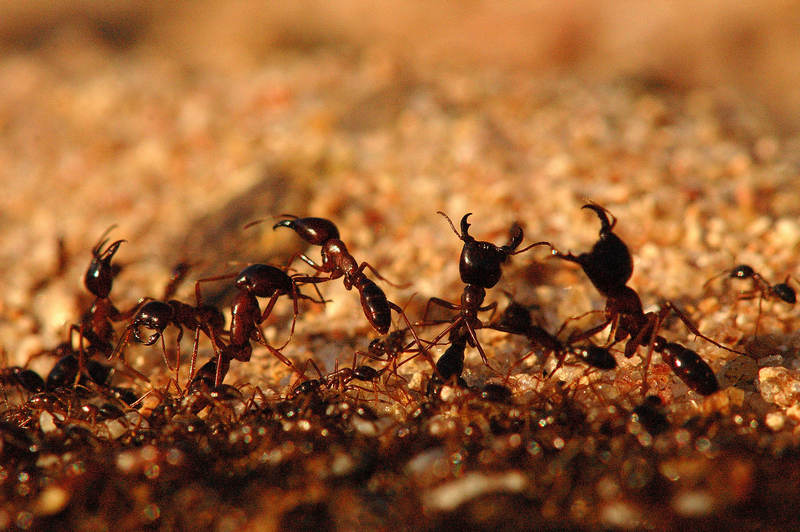 siafu ants