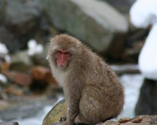 Snow Monkeys