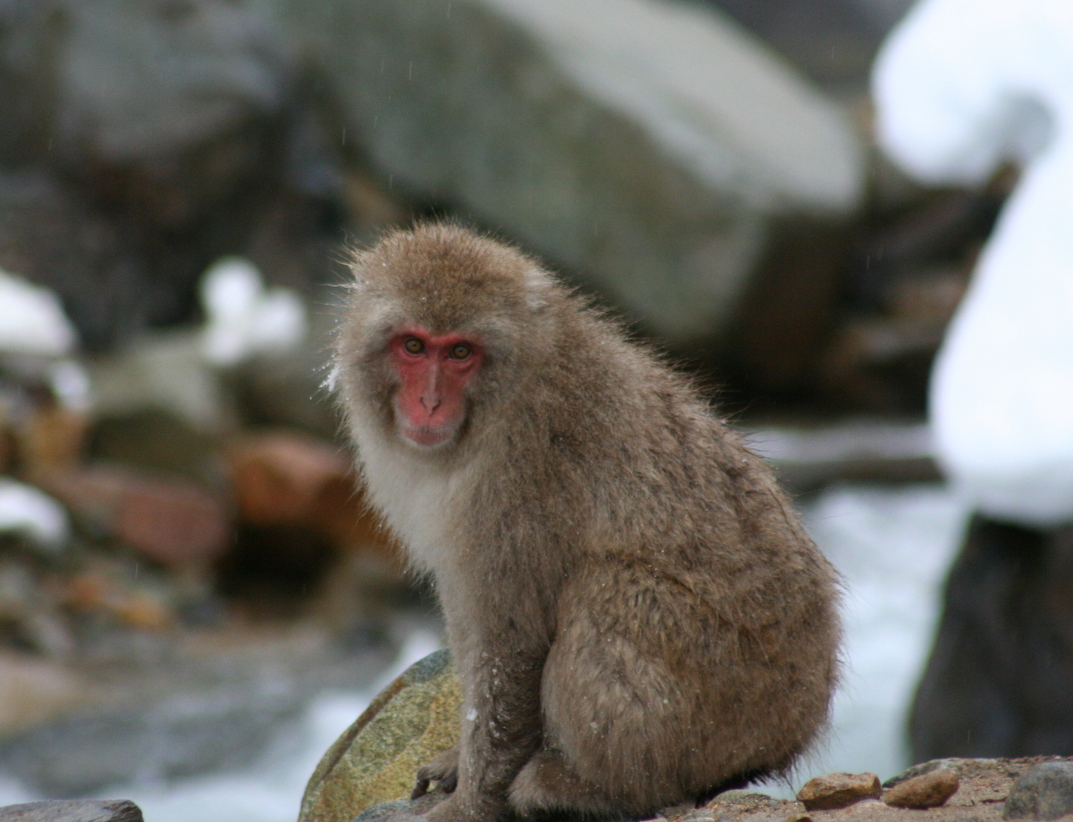 Snow Monkeys