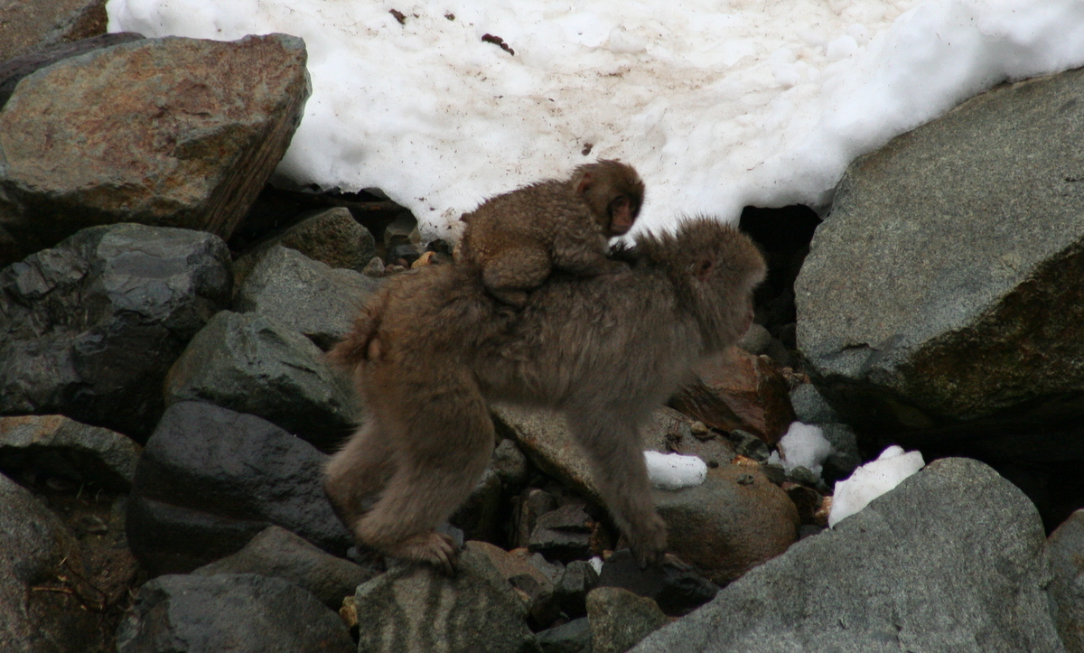 In 'World First', Female Monkey Eats Dead Baby After Carrying It For Days