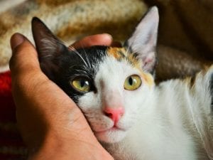 Honoring Pets Through Ceremony