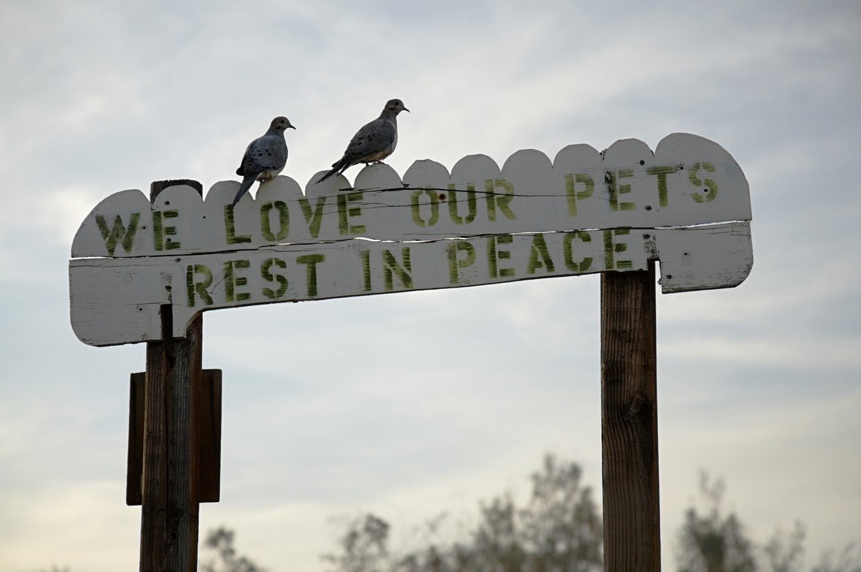 Grieving the Death of a Pet