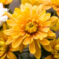 Hmong Cultural Tour Dahlia Meaning Red