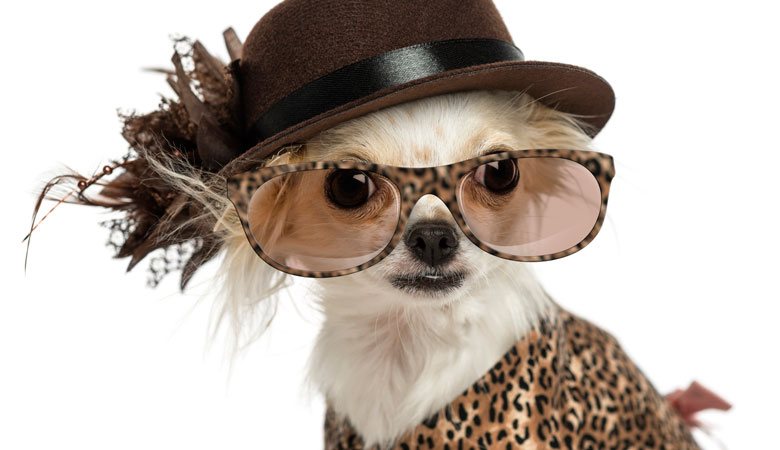 Dog With Glasses