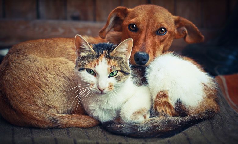 What To Say To Someone Whose Pet Has Died Funeralwise