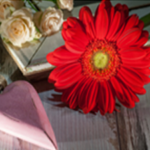 Gerbera Daisy