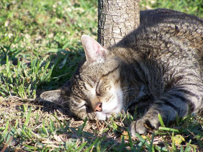 Burying or Cremating a Pet