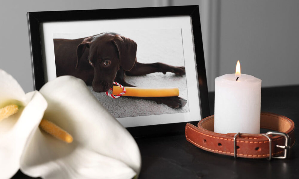 Coping with Loss of a Pet