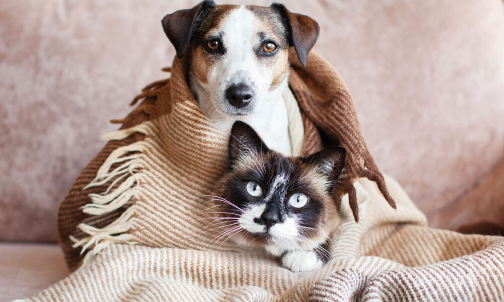 What to do with your pet's ashes.