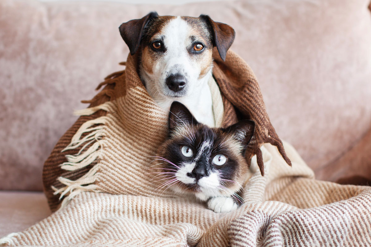 What to do with your pet's ashes.